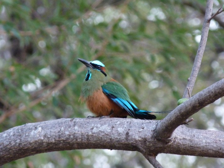 Turquoise-browed motmot in Nicaragua