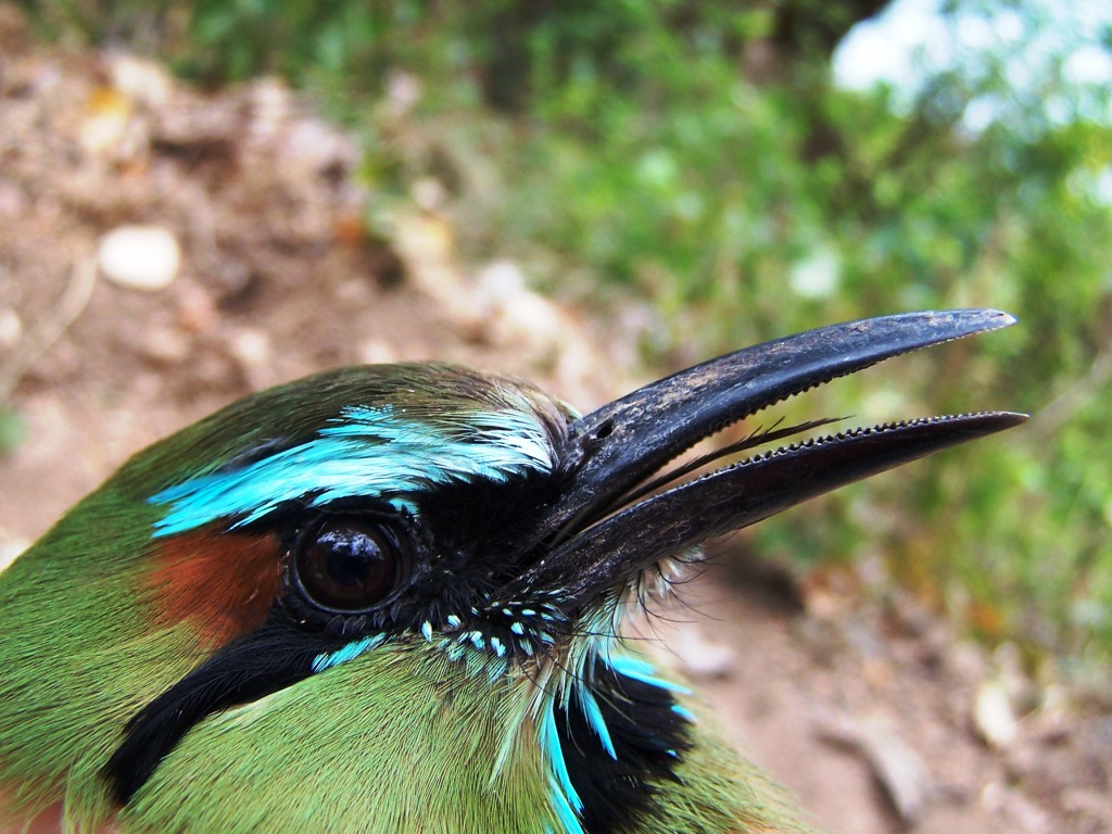 Eumomota superciliosa Nicaragua