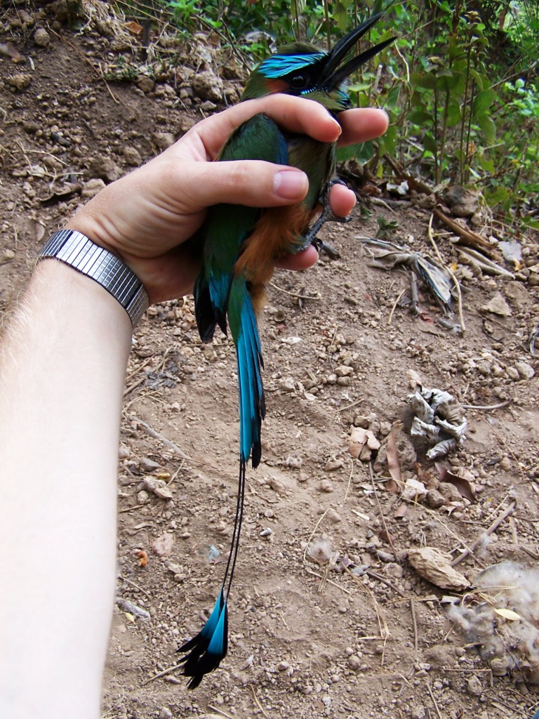 wildlife photography Nicaragua