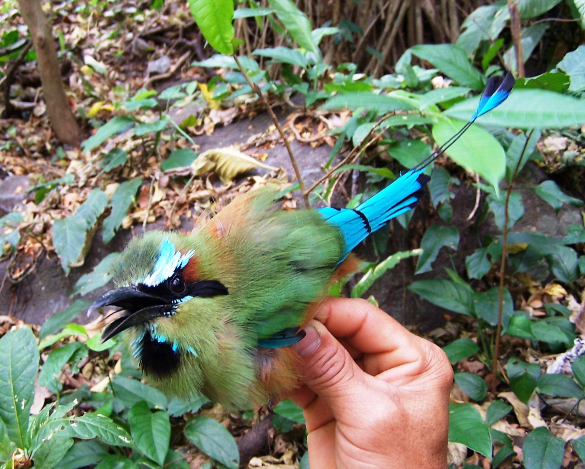 Eumomota superciliosa