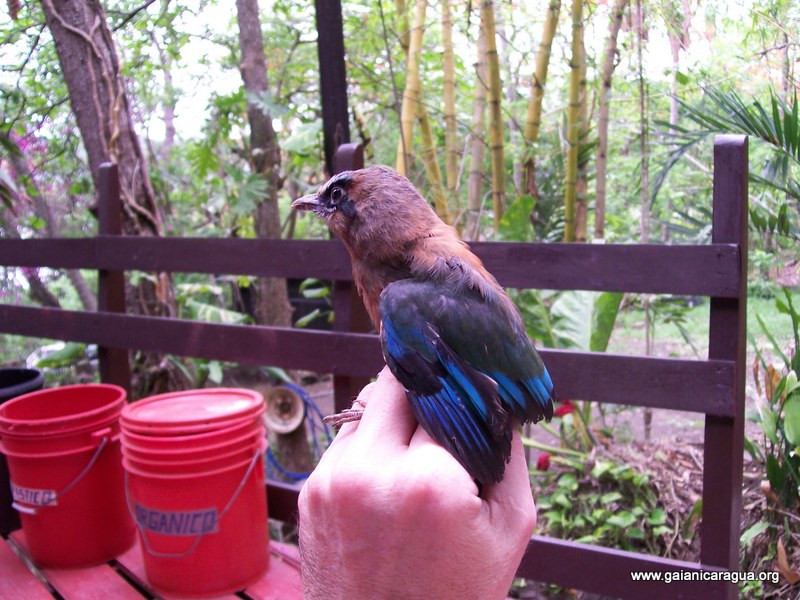 Turquoise-browed motmots in Nicaragua
